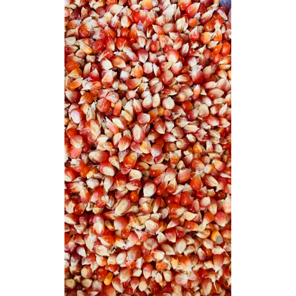 Jagung Merah Cristal 100g untuk Burung Merpati/Ayam dan Unggas