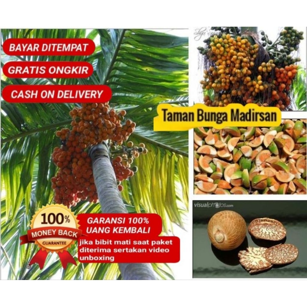 Bibit Pinang Batara Asli | Pinang Jambe Super Unggul