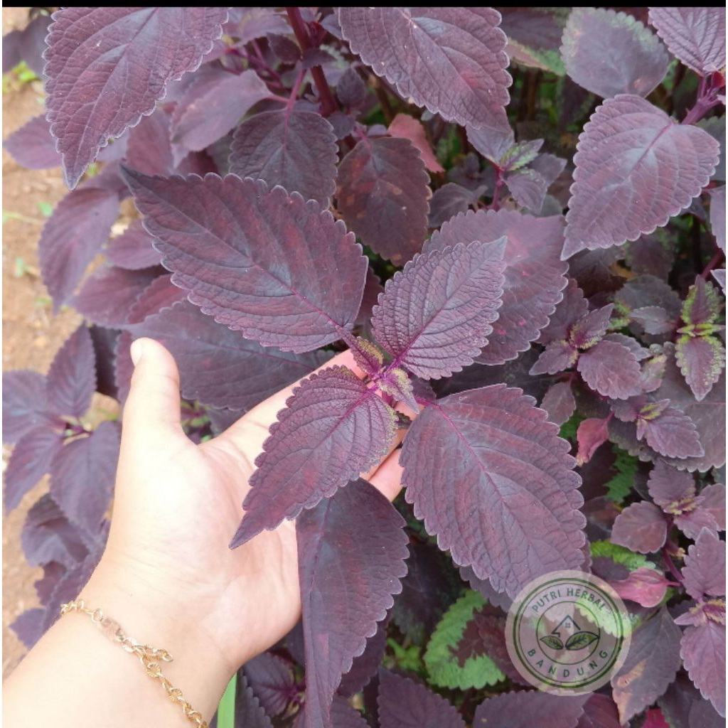 daun jawer kotok segar/50 lembar