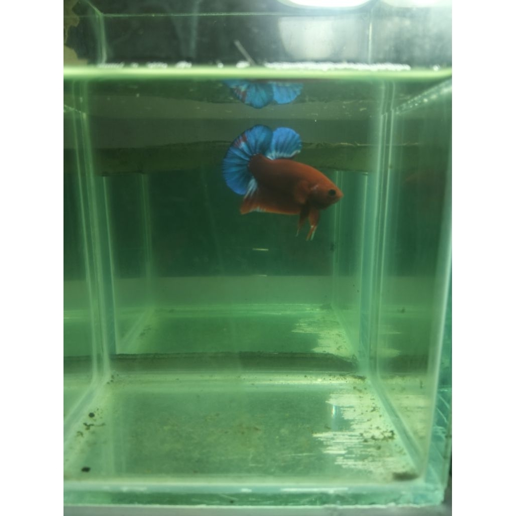 co betta fish