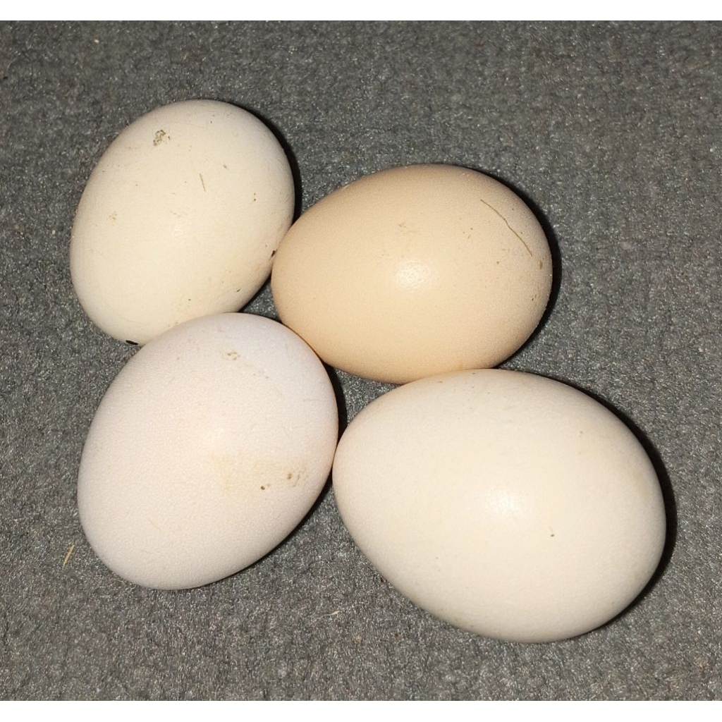 Telur Ayam KUB 2 Fertil garansi 15 hari