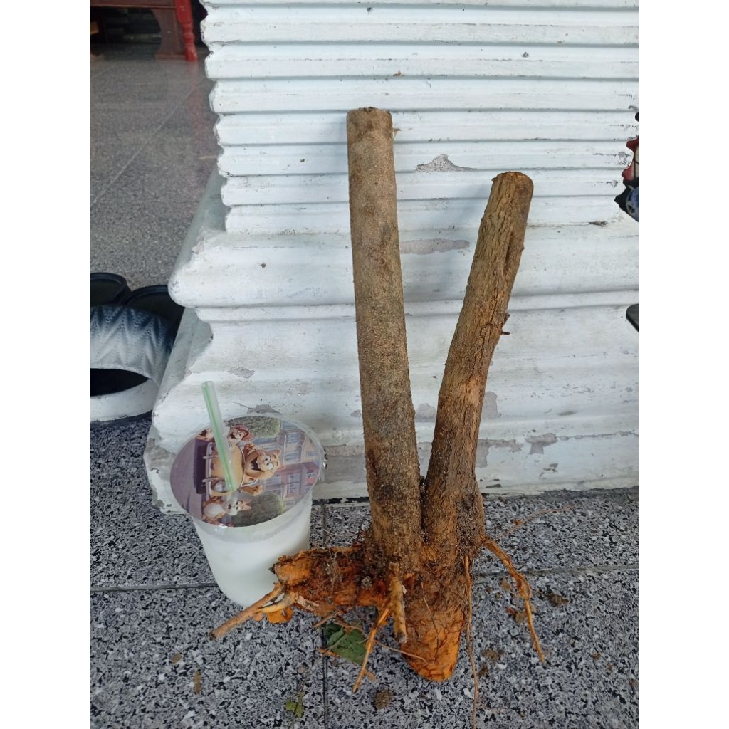 sisirkaliage dongkelan tanaman sisir bahan bonsai