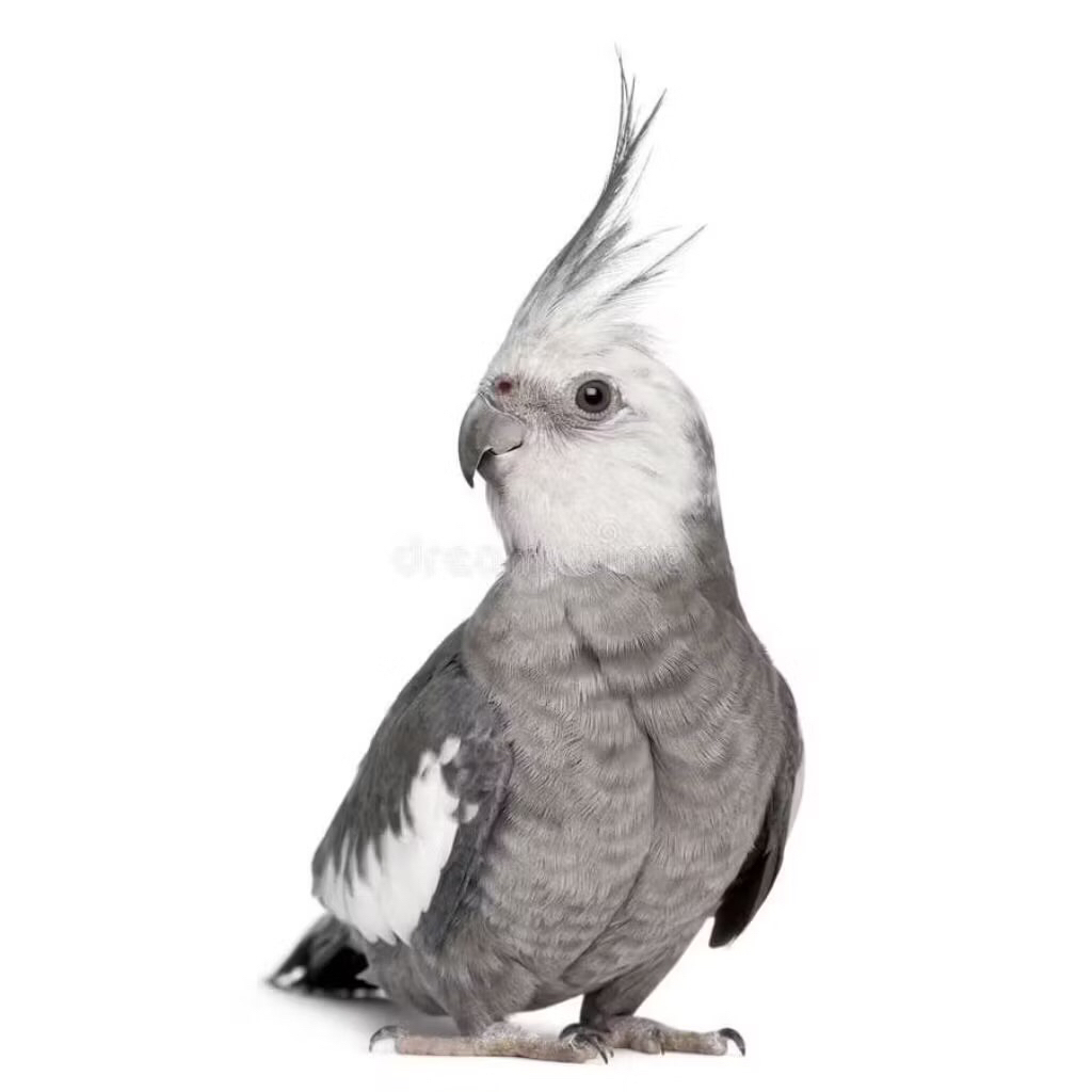 Burung Cockatiel Falk Parkit Australia Warna White Face WF Solid Grey satuan pilihan