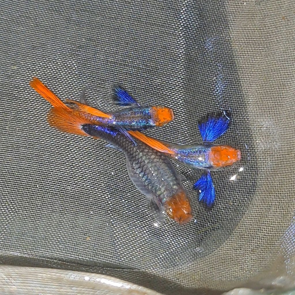 Guppy PRTDE Koi
