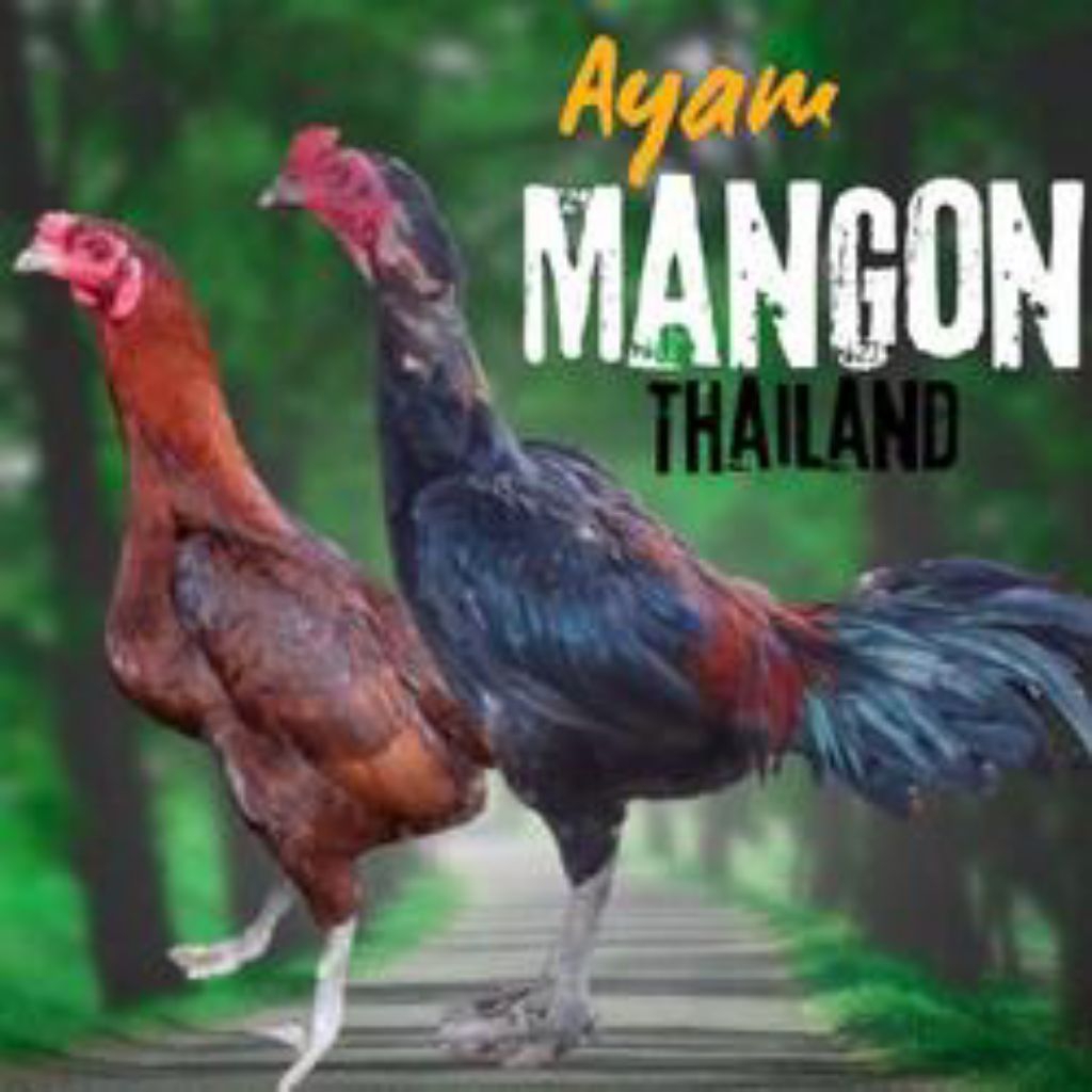 Telur Ayam Mangon Thailand Ori Bisa Untuk Ditetaskan