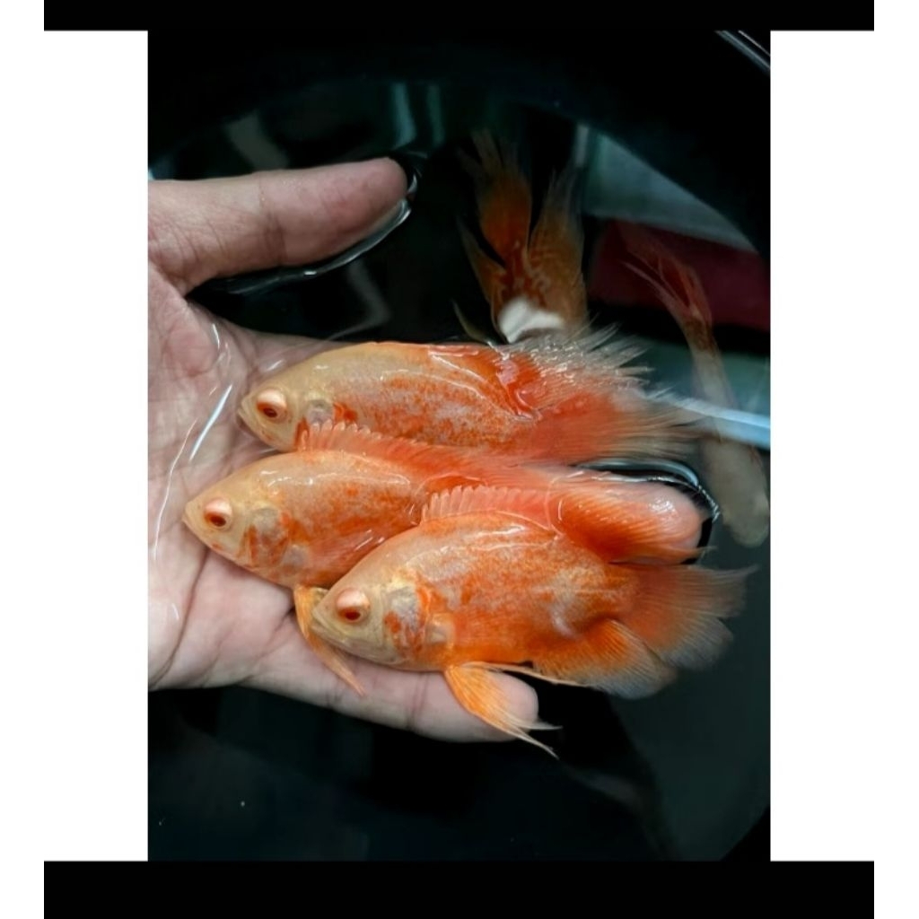 oscar nemo slayer