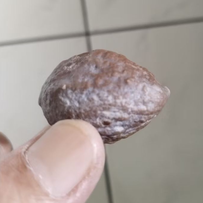 Kemiri Adu Muncang Adu Jayanti Predator Ori Tua Jatuhan