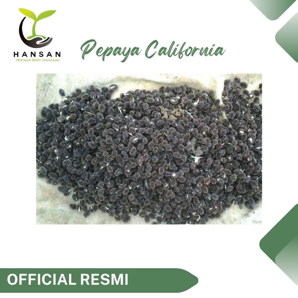 5 Benih Pepaya California F1 Calina IPB - Bibit Buah Kalifornia Unggul