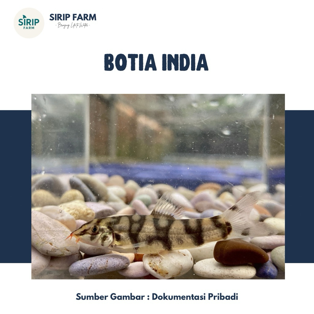 SIRIP FARM - Botia India (Ikan Hias Akuarium/Kolam)
