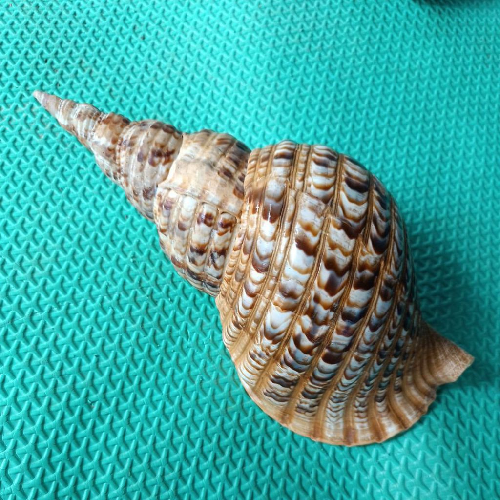CANGKANG-KERANG-TRITON-PAJANG-33CM