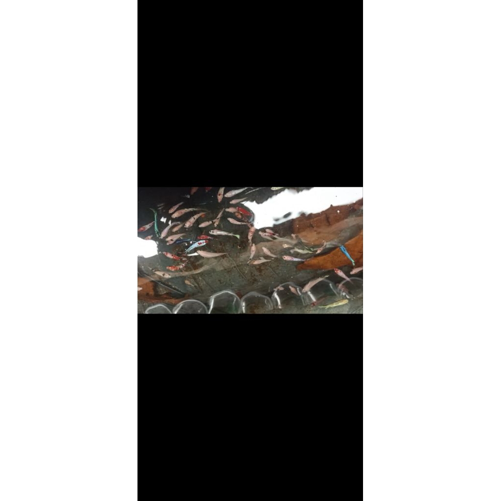 Bahanan cupang red koi halfmoon+plakat