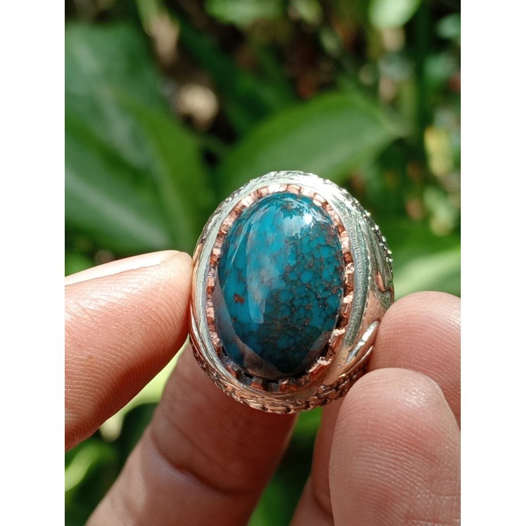 pirus Mesir urat merah 0002