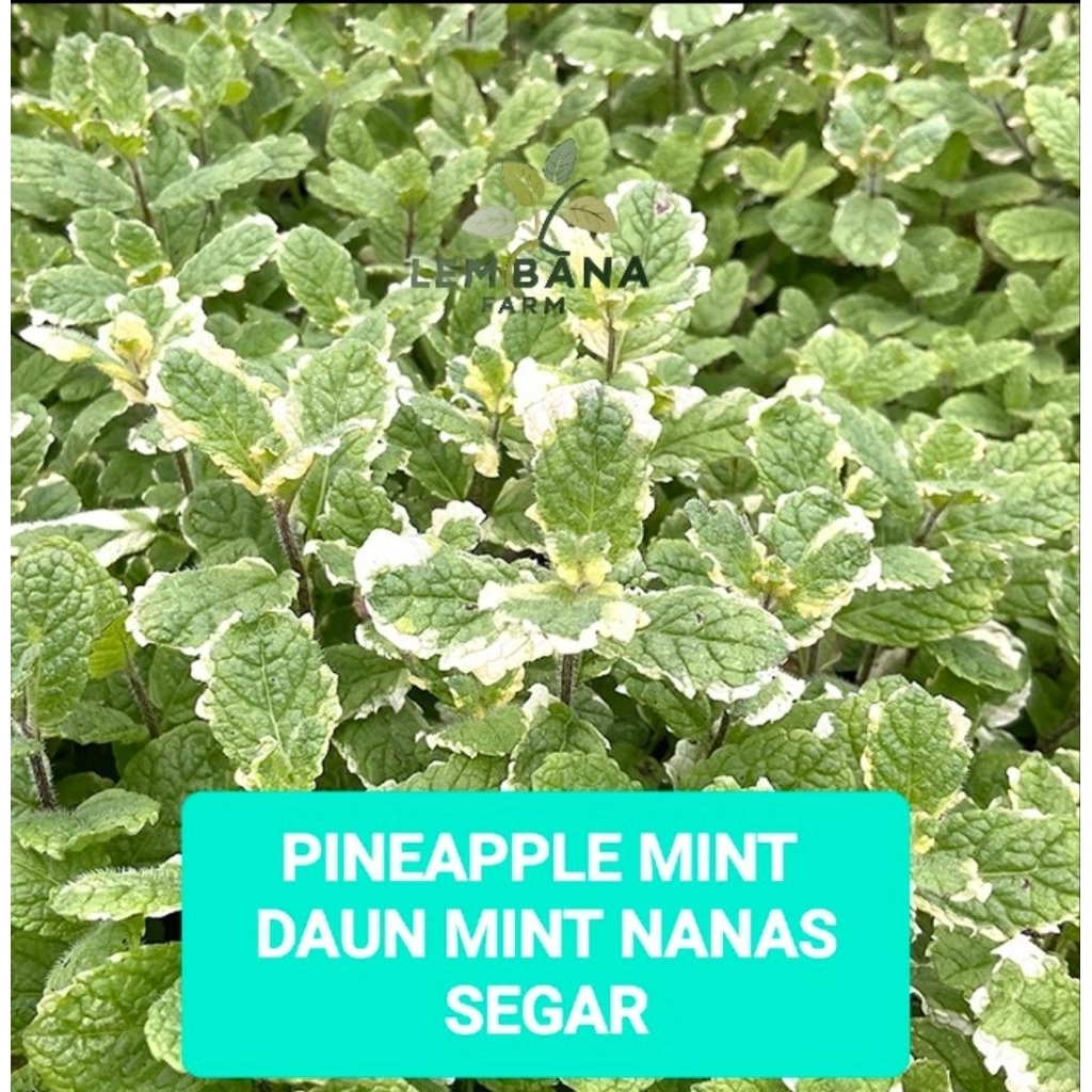 PINEAPPLE MINT SEGAR FRESH