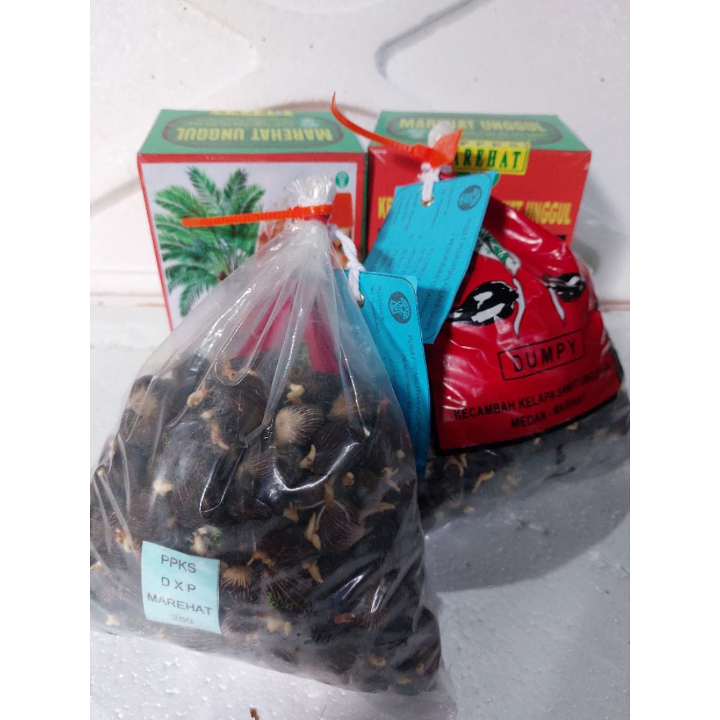 bibit benih kecambah sawit marehat ppks unggul