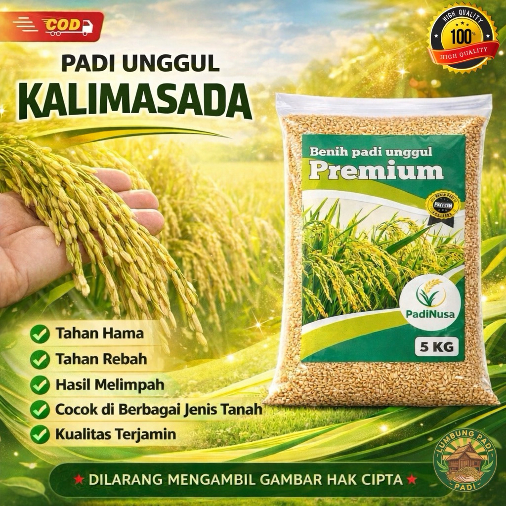 Benih padi KALIMASADA bibit padi unggul 1-5 KG benih padi premium berkualitas