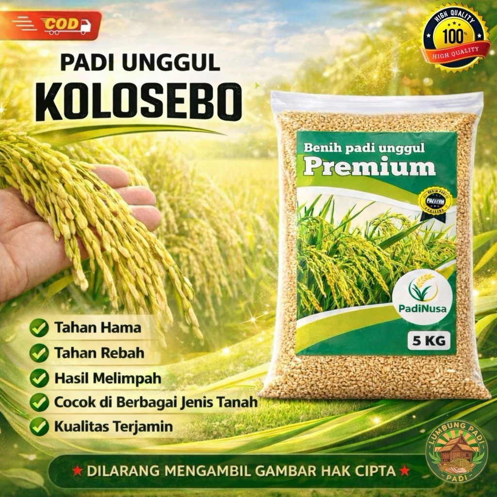 Bibit padi KOLOSEBO bibit padi unggul 1-5 KG benih padi berkualitas premium