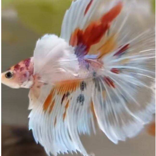 Ikan Cupang Halfmoon Dumbo Ear Multi Color - Top Grade - Koleksi Hias & Kontes