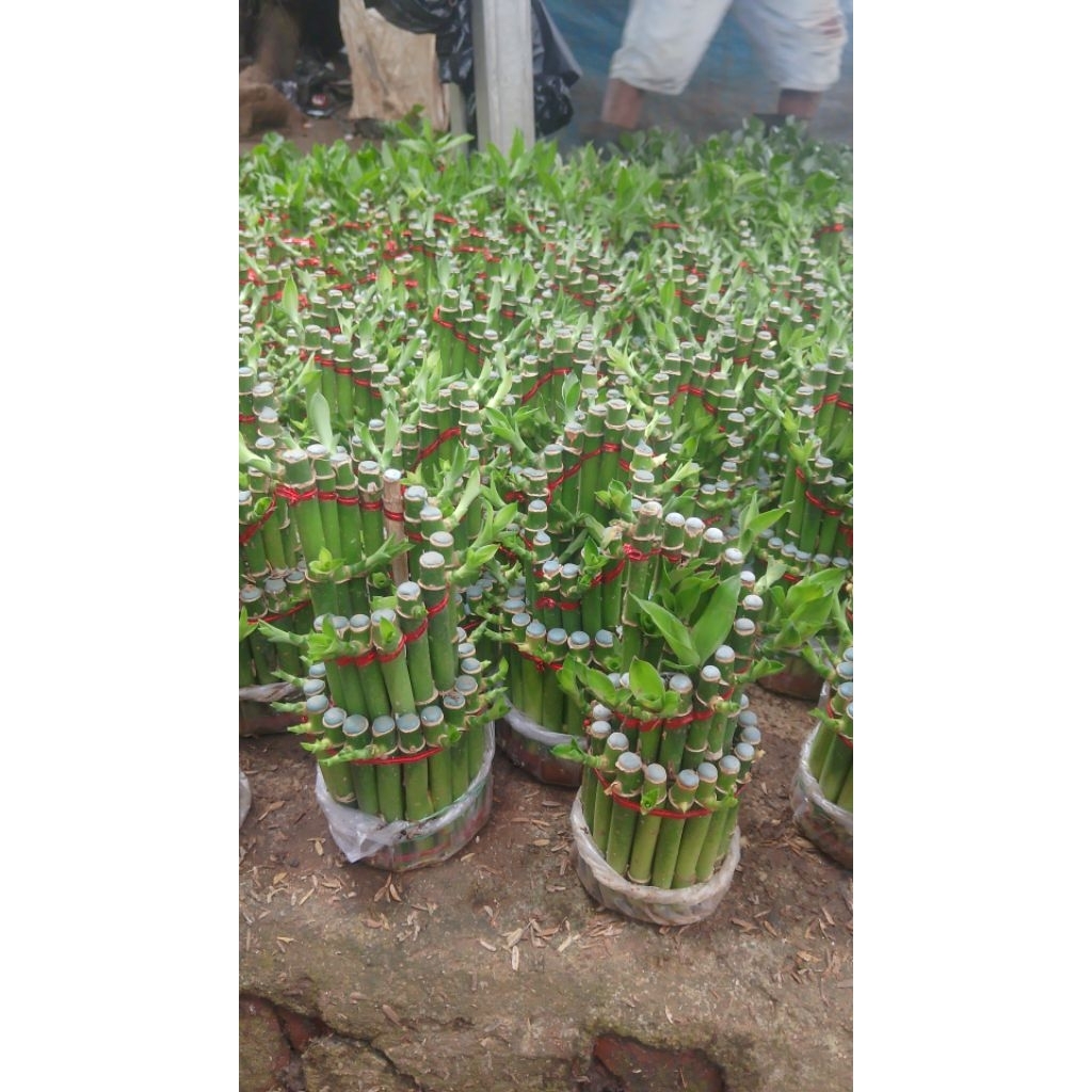 (10 TANAMAN)HIAS BAMBU HOKI TINGGI 25CM,BAMBU REZEKI/BAMBU HOKI,BAMBU REZEKI