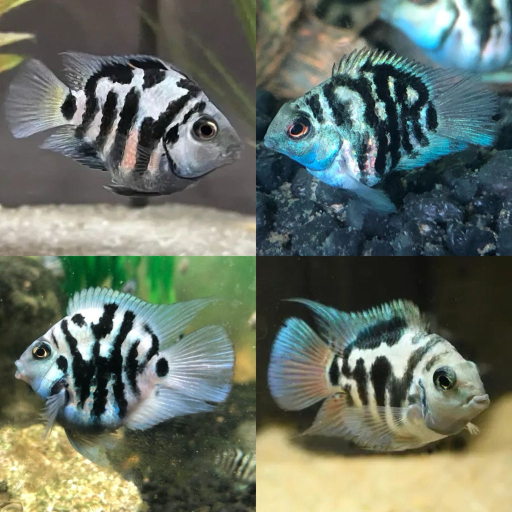 [Chan Aquatic] Ikan Hias Blue Polar Parrot Cich Size M