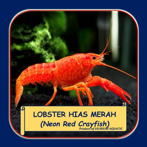 LOBSTER HIAS AIR TAWAR - LOBSTER NEON RED CRAYFISH / LOBSTER MERAH (LOBSTER AQUASCAPE)