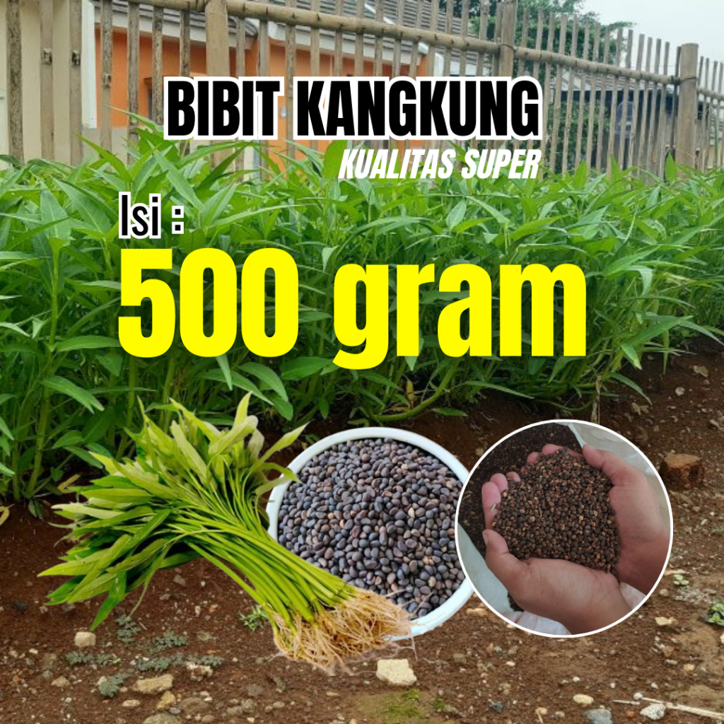 BIBIT BENIH KANGKUNG ISI 500 Gram (Setengah Kilo)