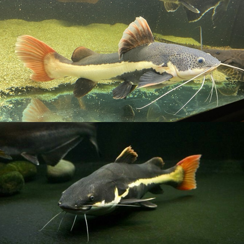 [Chan Aquatic] Ikan Hias RTC Size 5-6cm