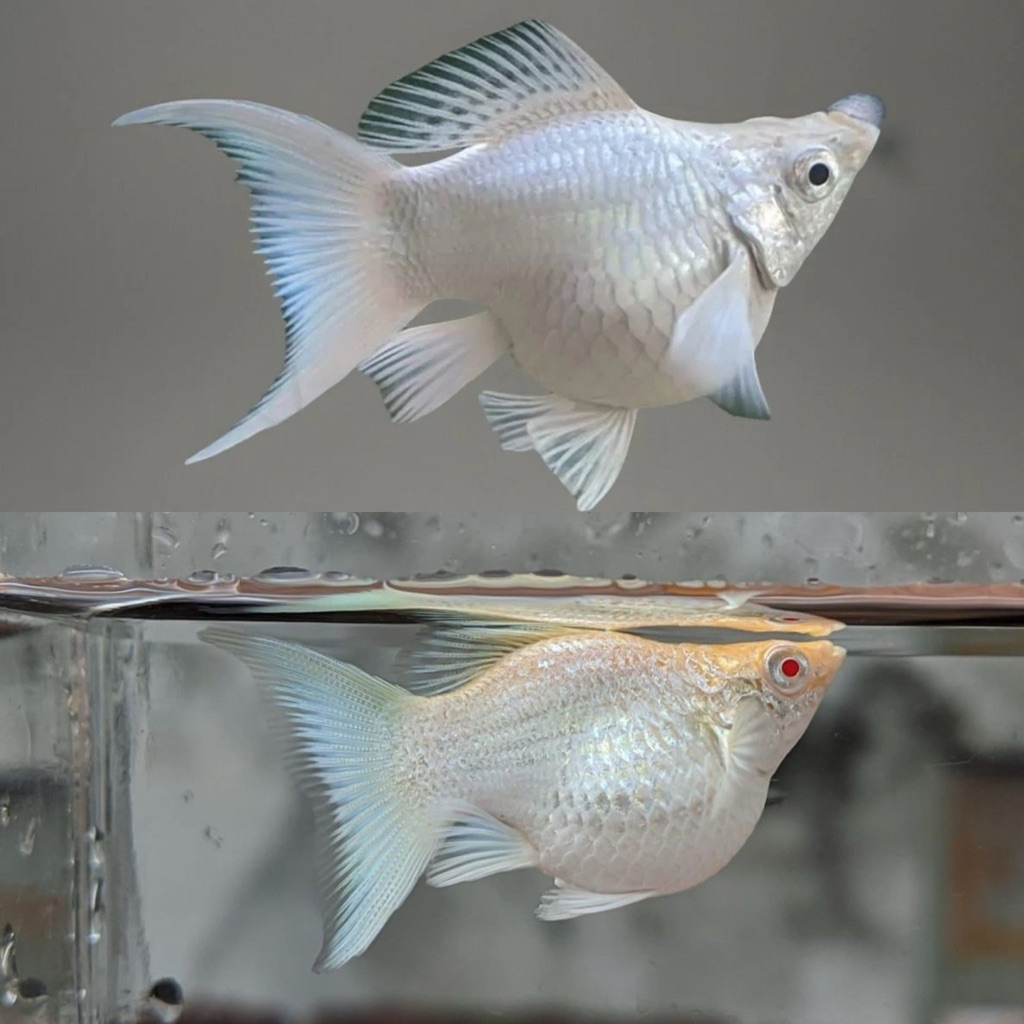 [Chan Aquatic] Ikan Hias Molly Platinum Lyretail Molly Platinum Cawang Ikan Aquascape