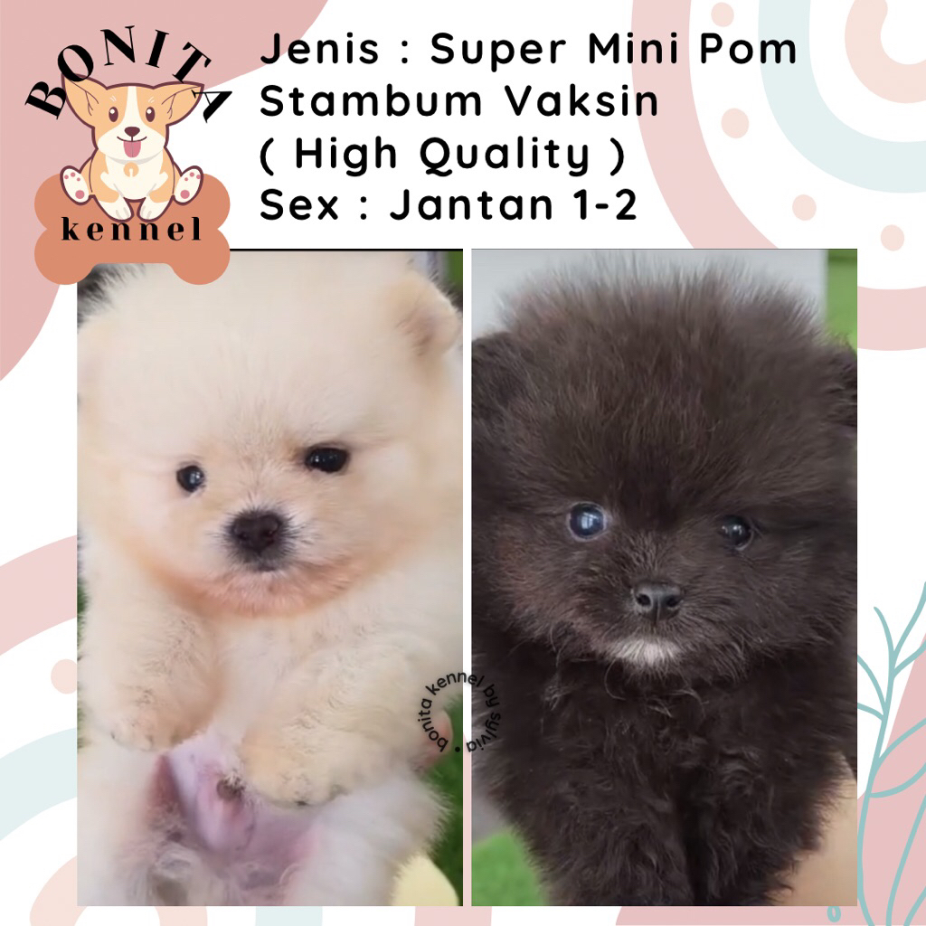 Super Mini Pom Stambum Jantan Betina Particolor Sable Anak Anjing Minipom Mini Pomeranian