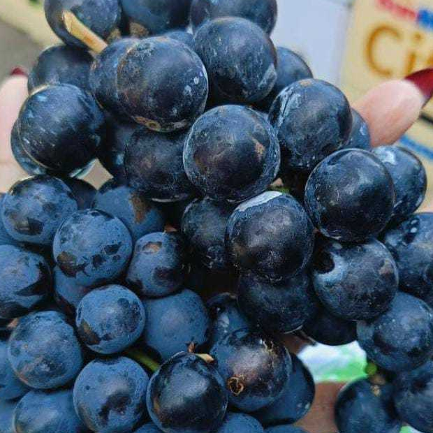 buah anggur bali kemasan 1kg