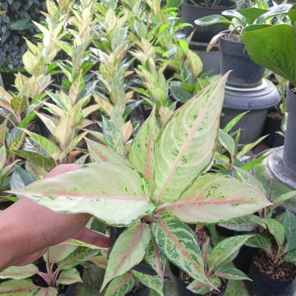 Aglaonema Frozen / Cinderella