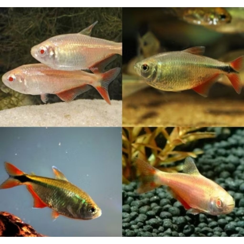 Hiasan Aquarium Buenos Aires Tetra Black Buenos Aires Hiasan Aquascape |Ikan Hias Bozz Louhan Pekanb