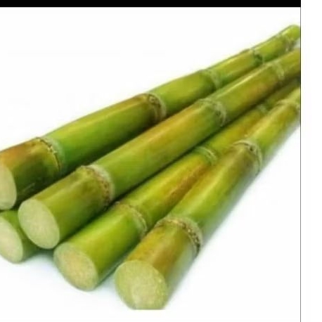 Bibit stek batang tebu hijau