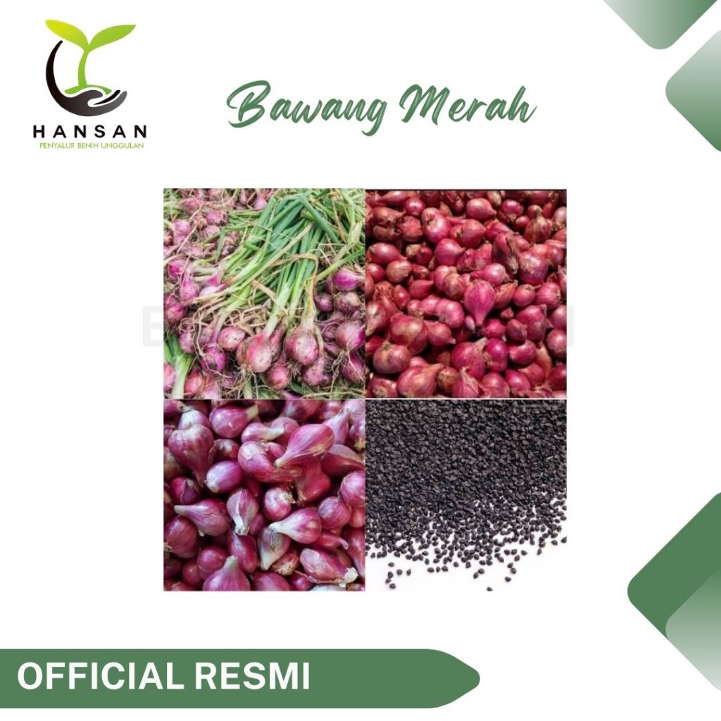 35 Benih Bawang Merah Lokananta Cap Panah Merah - Bibit Tanaman Sayur