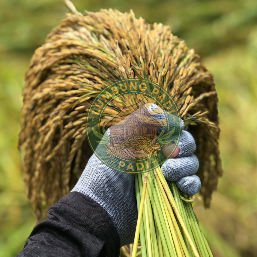 Benih padi ranggeuy KETAN PUTIH bibit padi tangkai padi bertangkai benih padi berkualitas