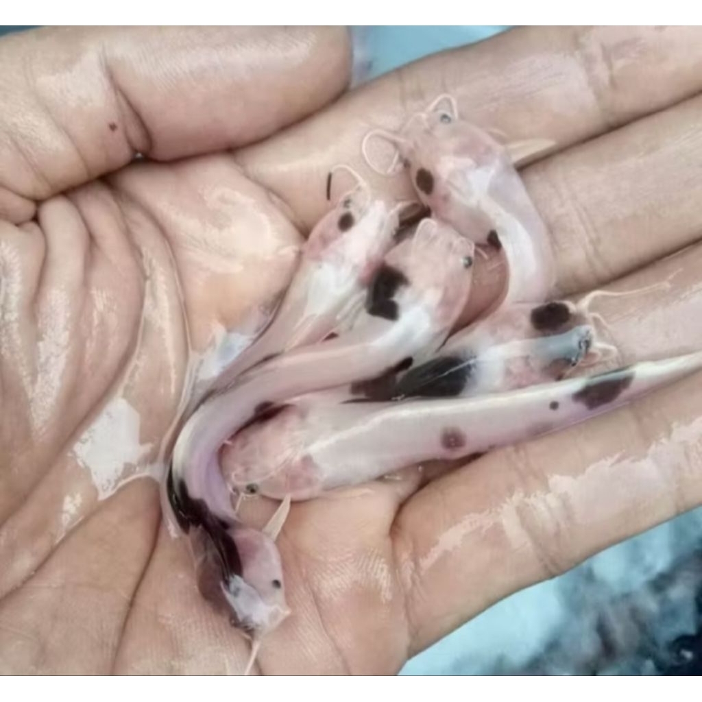 Hiasan Aquarium Lele Albino Size 7-8 cm cm Hiasan Akuarium |Ikan Hias Bozz Louhan Pekanbaru|