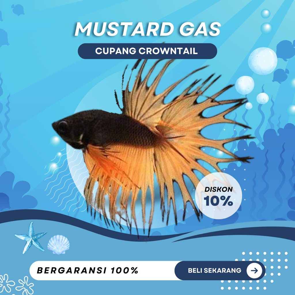 [CT] Cupang Crowntail Mustard Gas | TOP GRADE | BESTSELLER | SIZE M+| IKAN HIAS | MURAH