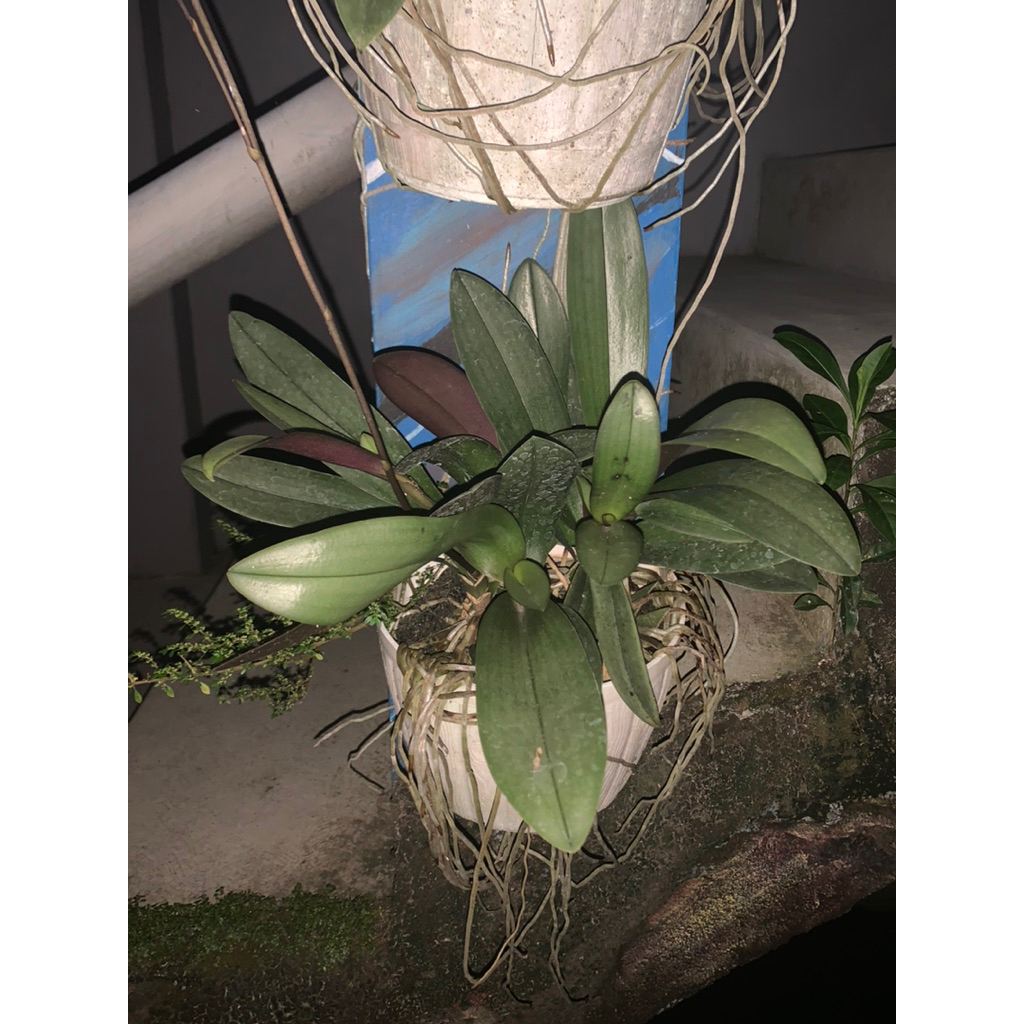 Anggrek Doritis Dewasa (berbunga)