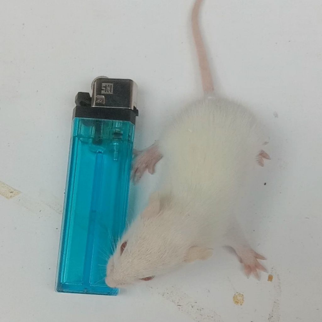 tikus putih rat sapih - untuk pakan predator