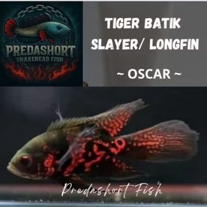 koleksi ikan hias oscar tiger batik slayer / longfin good marking bahan berkualitas bergaransi