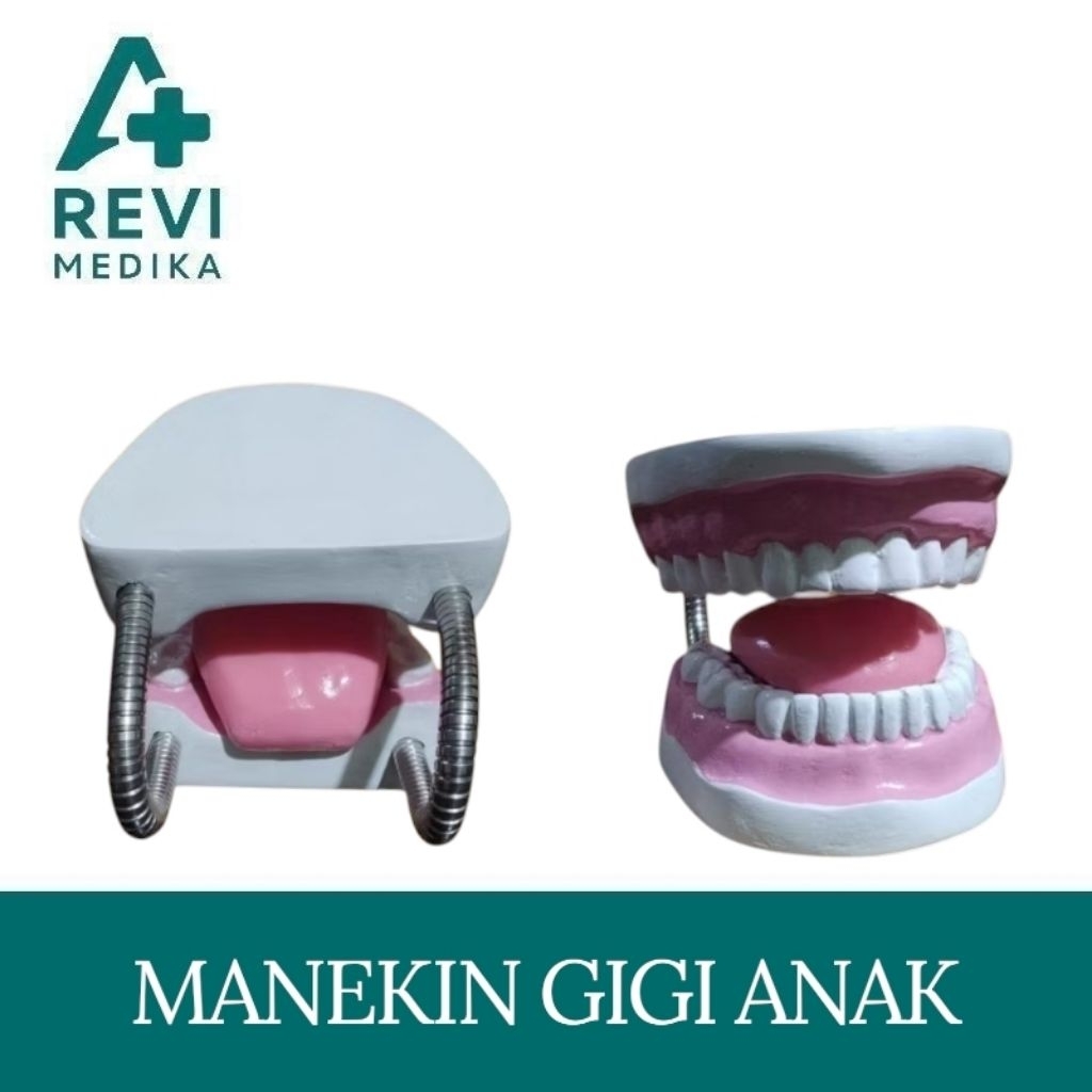 Alat Peraga Pendidikan Gigi Manikin Dental / Phantom Manikin Gigi Anak / Manekin gigi edukasi demont