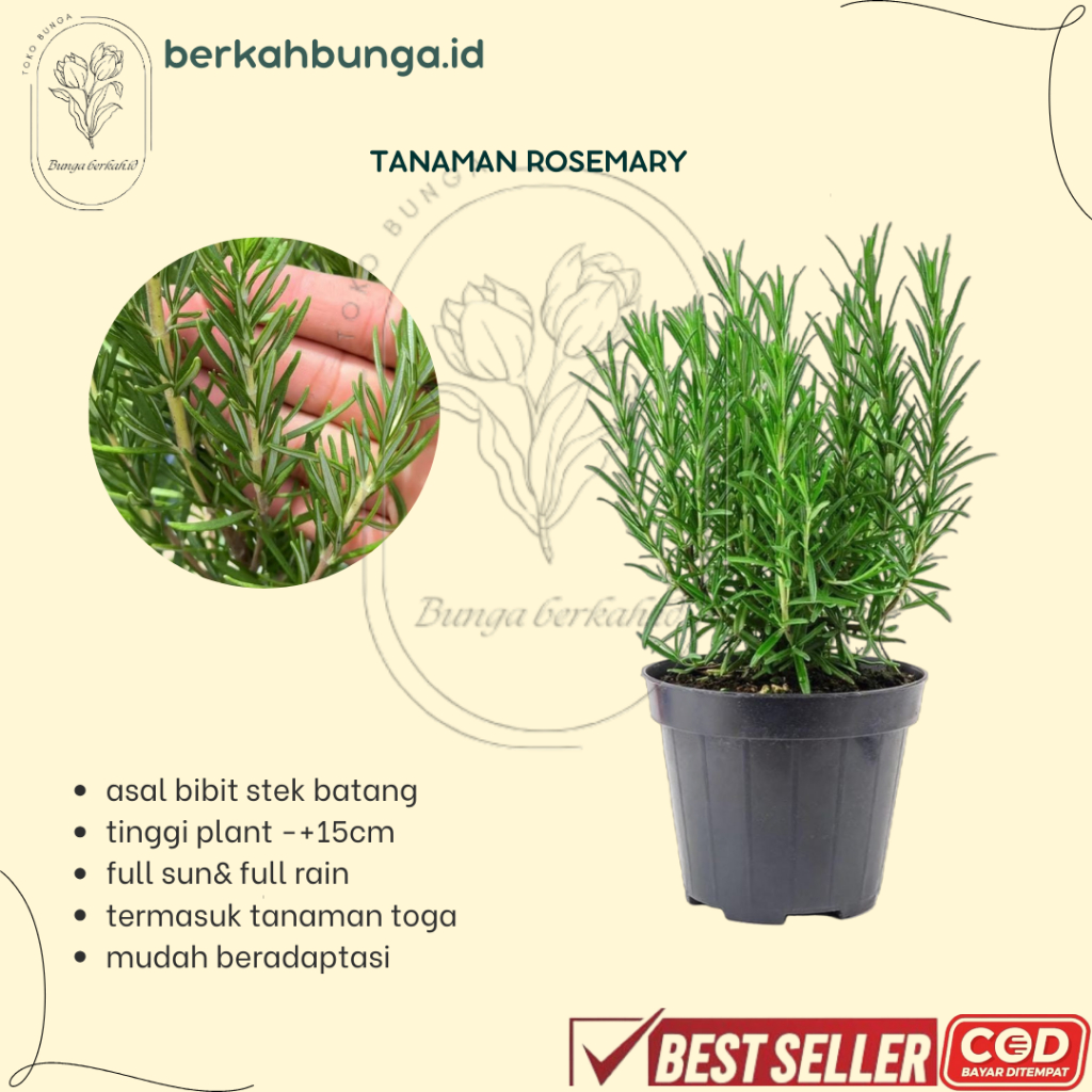 Tanaman Rosemary - Tanaman Toga Rosemary - Tanaman Daun