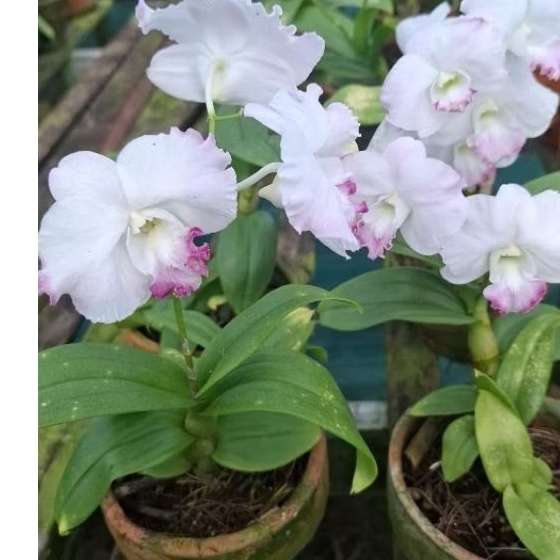 Dendrobium mini spike