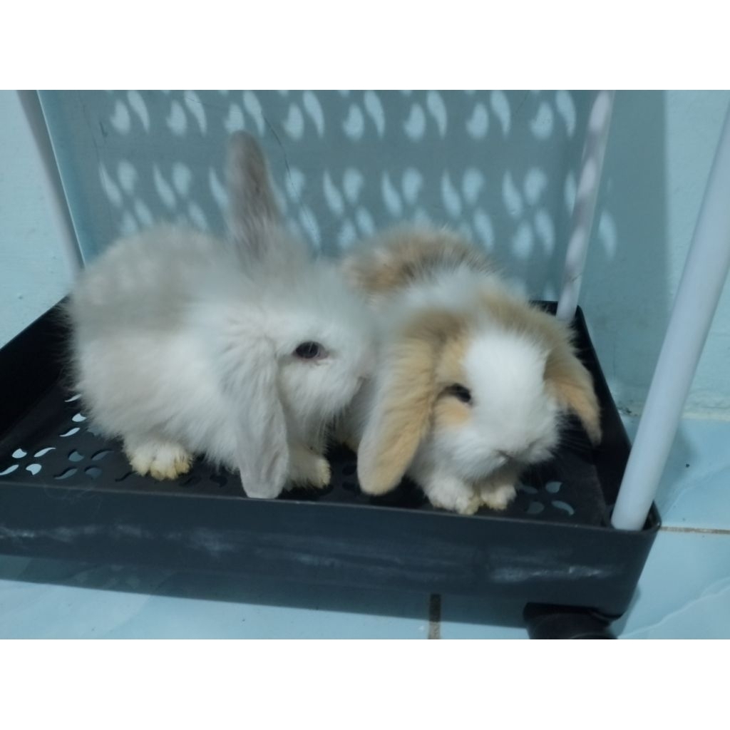 Kelinci fuzzy lop