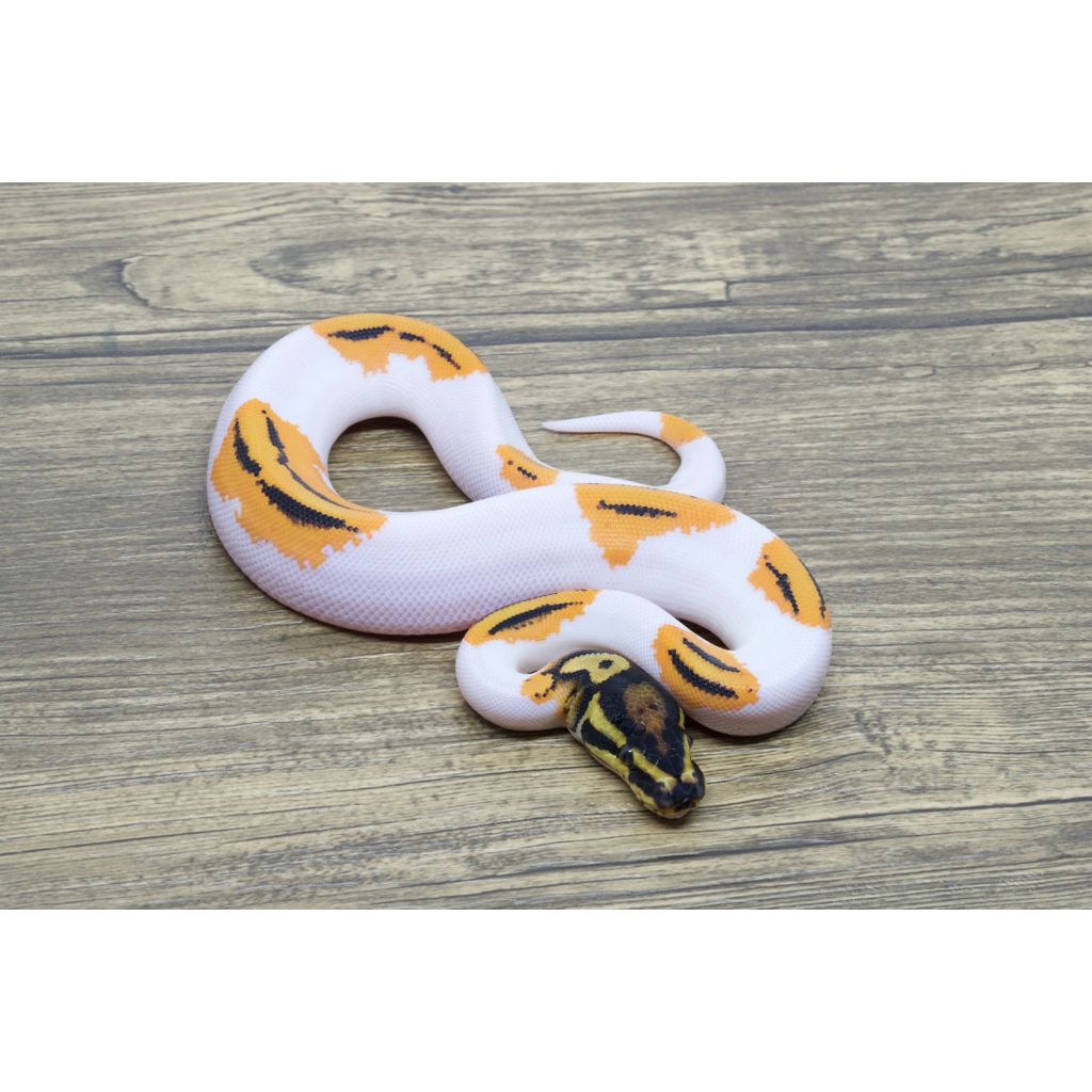 Ballpython Super Orange Dream Yellow Belly Pied Male