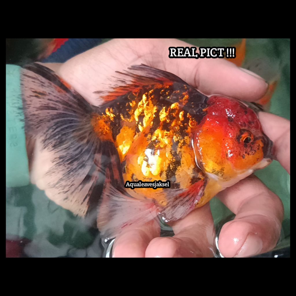 ikan koki oranda tiger rosetail good colour 12-13cm