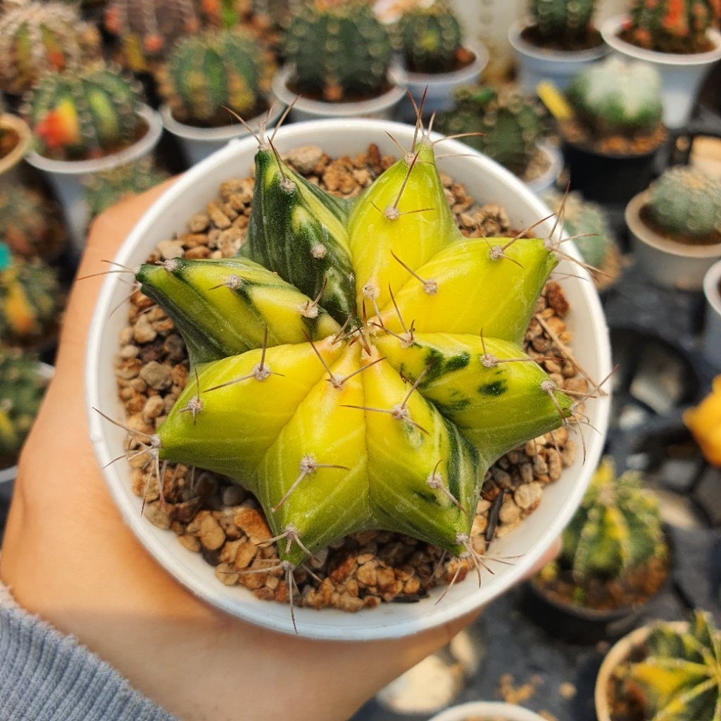 Gymnocalycium LB 2178 Hybrid Variegata Yellow Kuning Stabilo