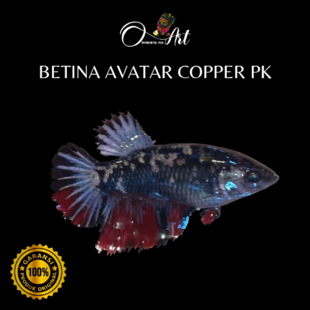 Betina Pk Avatar Copper Siap Breed Hiasan Aquascape