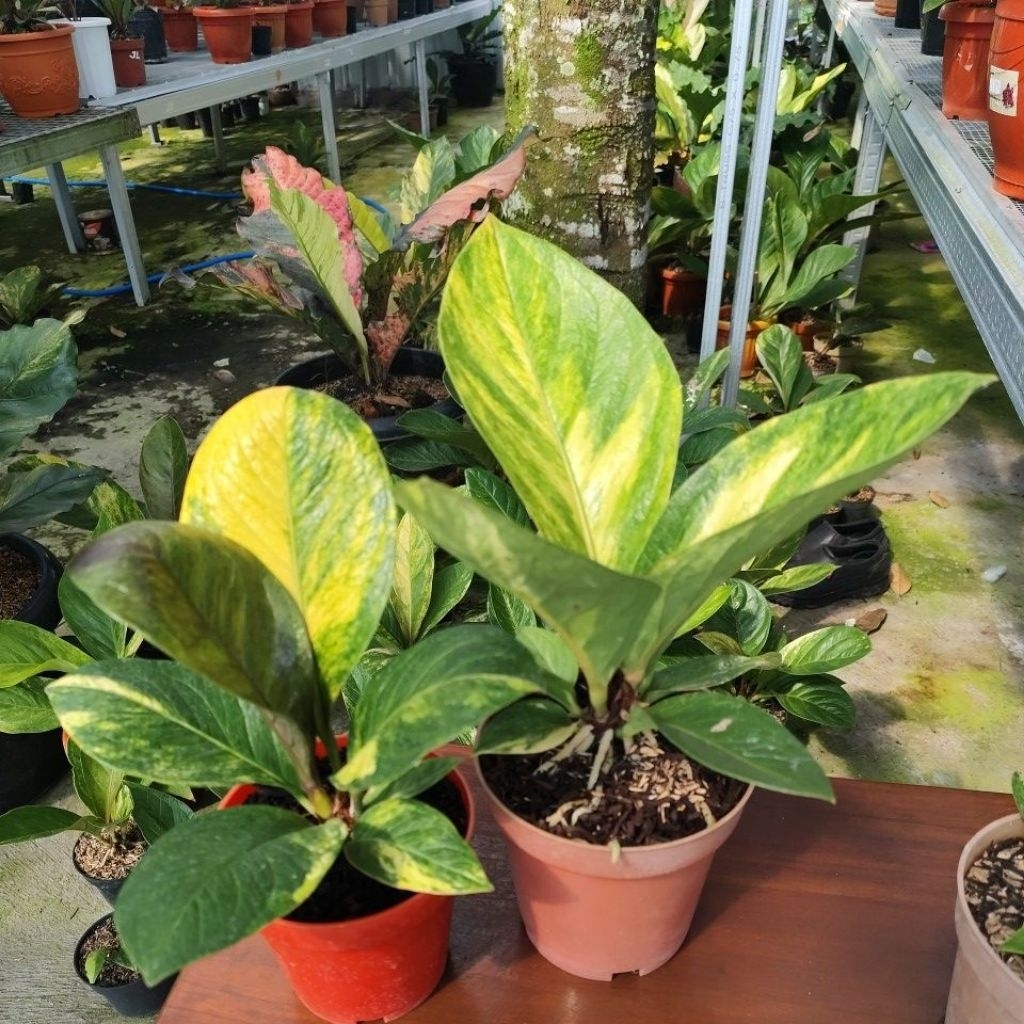 jemani mangkok varigata remaja