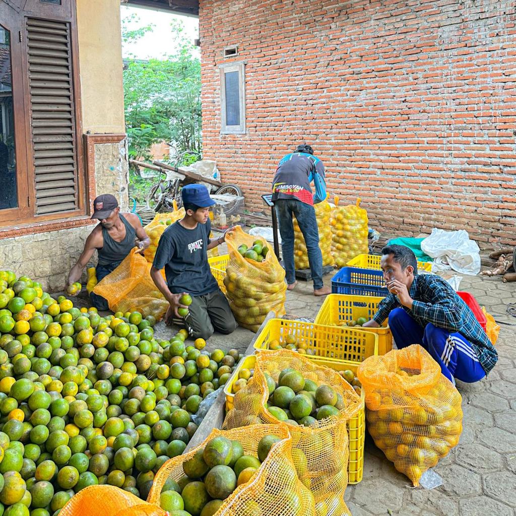Jeruk Baby Java Manis Asli Malang / Jeruk Siem kecut manis seger Fresh / Jeruk SIem Madu Manis