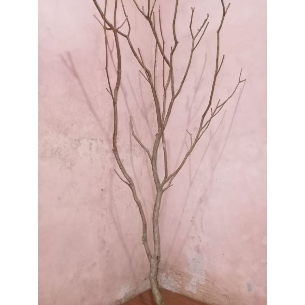 Ranting Kayu Kering Ranting Bercabang Alami Hiasan Pojok Rumah